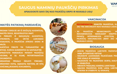 ivairus maketai (7).png