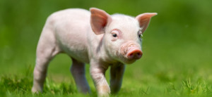 Kiaulių augintojams – iki 900 eurų parama biologinio saugumo priemonėms