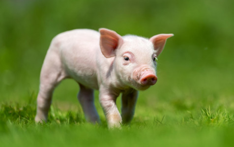 Kiaulių augintojams – iki 900 eurų parama biologinio saugumo priemonėms