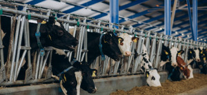 Pieno ūkiams – daugiau kaip 30 mln. Eur: avansinė parama pradedama mokėti mėnesiu anksčiau